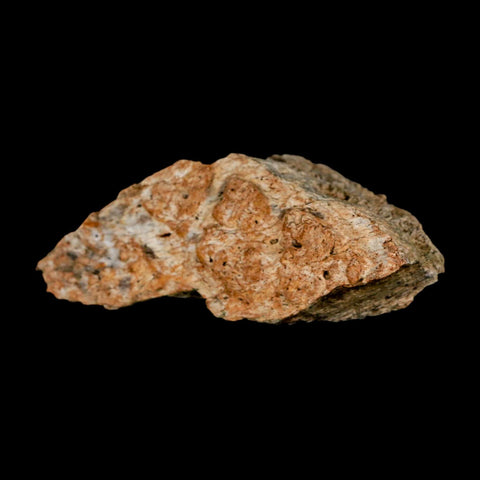 2.7" Triceratops Fossil Frill Blood Groves Lance Creek FM Cretaceous Dinosaur WY COA