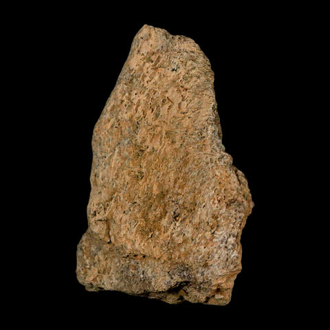 3.2" Triceratops Fossil Frill Skull Bone Lance Creek FM Cretaceous Dinosaur WY COA - Fossil Age Minerals