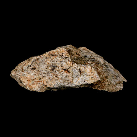 2.7" Triceratops Fossil Frill Blood Groves Lance Creek FM Cretaceous Dinosaur WY COA