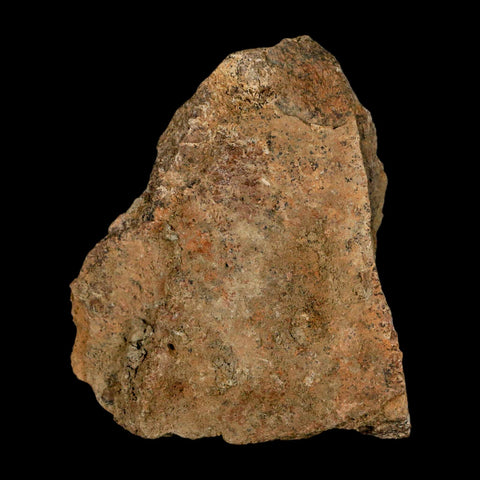 3.2" Triceratops Fossil Frill Skull Bone Lance Creek FM Cretaceous Dinosaur WY COA - Fossil Age Minerals