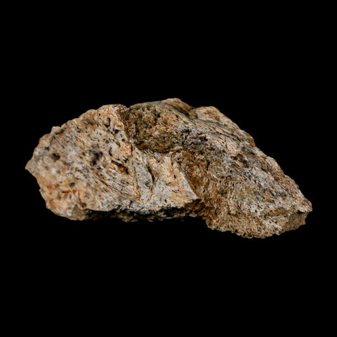 2.7" Triceratops Fossil Frill Blood Groves Lance Creek FM Cretaceous Dinosaur WY COA