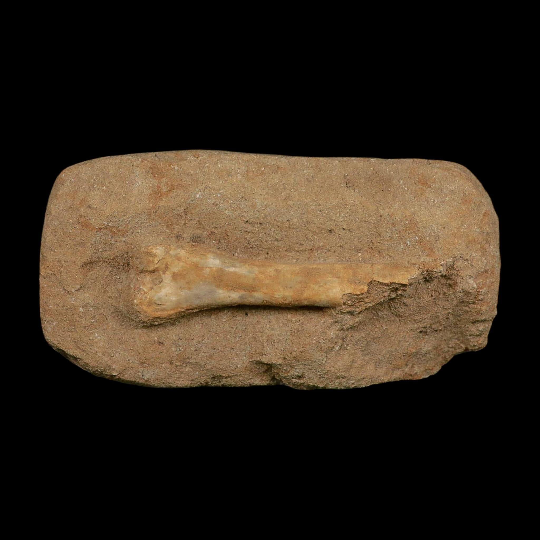 4.1" Pterosaur Tethydraco Regalis Fossil Bone Upper Cretaceous Morocco Stand COA - Fossil Age Minerals