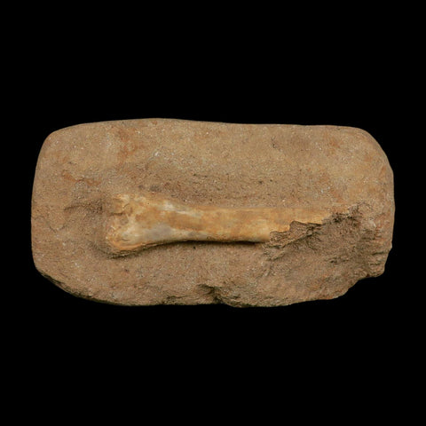 4.1" Pterosaur Tethydraco Regalis Fossil Bone Upper Cretaceous Morocco Stand COA - Fossil Age Minerals