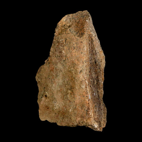 3.2" Triceratops Fossil Frill Skull Bone Lance Creek FM Cretaceous Dinosaur WY COA - Fossil Age Minerals