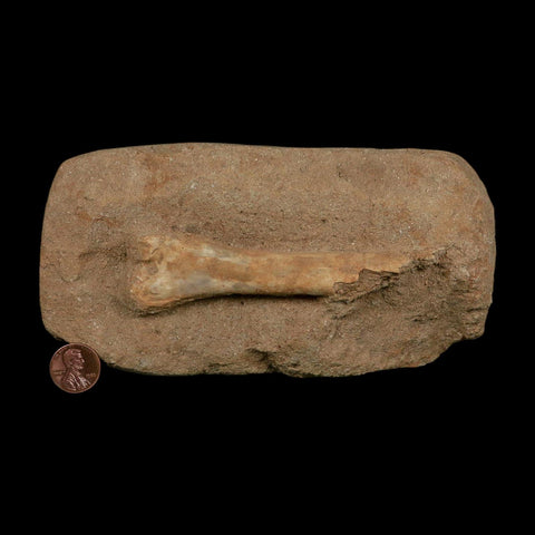4.1" Pterosaur Tethydraco Regalis Fossil Bone Upper Cretaceous Morocco Stand COA - Fossil Age Minerals