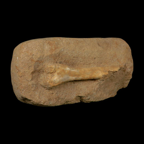 4.1" Pterosaur Tethydraco Regalis Fossil Bone Upper Cretaceous Morocco Stand COA - Fossil Age Minerals