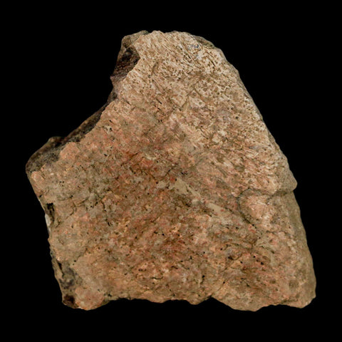 2.5" Triceratops Fossil Frill Skull Bone Lance Creek FM Cretaceous Dinosaur WY COA - Fossil Age Minerals