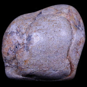 1.2" Sauropod Dinosaur Stomach Stone Gastrolith Rock Gizzard Stone COA