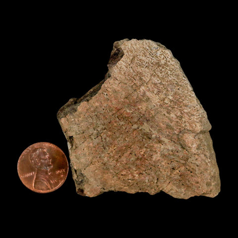 2.5" Triceratops Fossil Frill Skull Bone Lance Creek FM Cretaceous Dinosaur WY COA - Fossil Age Minerals