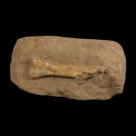 4.1" Pterosaur Tethydraco Regalis Fossil Bone Upper Cretaceous Morocco Stand COA - Fossil Age Minerals