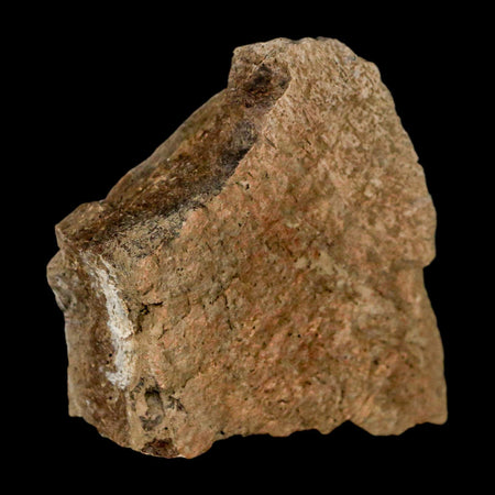 2.5" Triceratops Fossil Frill Skull Bone Lance Creek FM Cretaceous Dinosaur WY COA