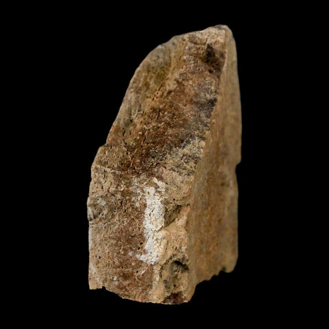 2.5" Triceratops Fossil Frill Skull Bone Lance Creek FM Cretaceous Dinosaur WY COA - Fossil Age Minerals