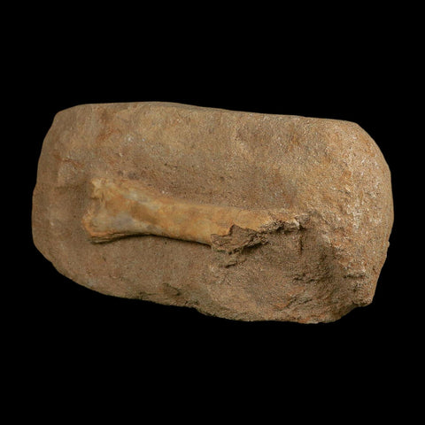 4.1" Pterosaur Tethydraco Regalis Fossil Bone Upper Cretaceous Morocco Stand COA - Fossil Age Minerals