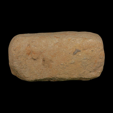 4.1" Pterosaur Tethydraco Regalis Fossil Bone Upper Cretaceous Morocco Stand COA - Fossil Age Minerals