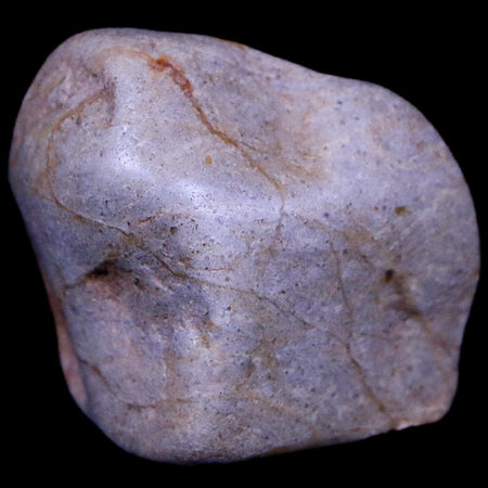 1.2" Sauropod Dinosaur Stomach Stone Gastrolith Rock Gizzard Stone COA