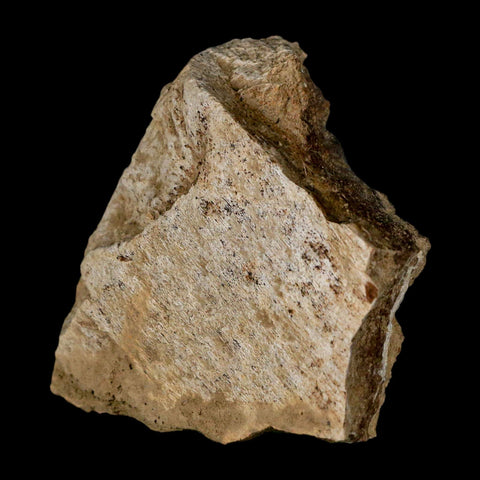 2.5" Triceratops Fossil Frill Skull Bone Lance Creek FM Cretaceous Dinosaur WY COA - Fossil Age Minerals