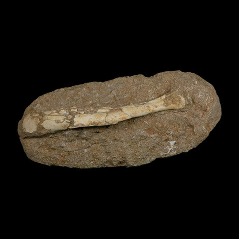 5.7" Pterosaur Tethydraco Regalis Fossil Bone Upper Cretaceous Morocco Stand COA - Fossil Age Minerals