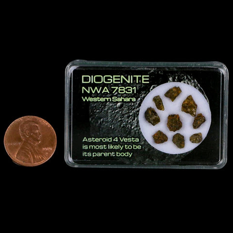 Diogenite Meteorites Asteroid 4 Vesta Specimen NMW 7831 Western Sahara Display - Fossil Age Minerals
