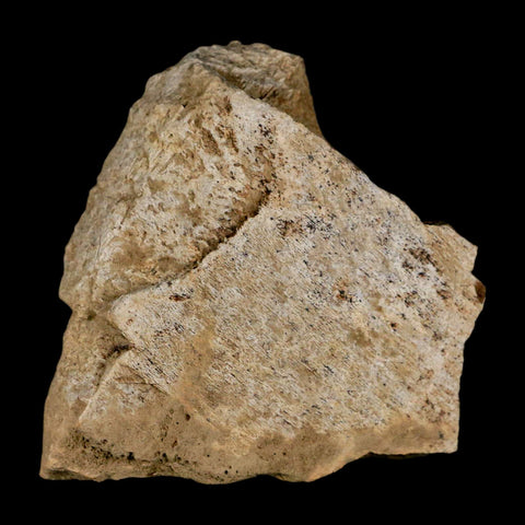 2.5" Triceratops Fossil Frill Skull Bone Lance Creek FM Cretaceous Dinosaur WY COA - Fossil Age Minerals