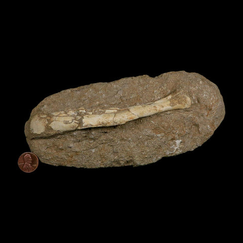 5.7" Pterosaur Tethydraco Regalis Fossil Bone Upper Cretaceous Morocco Stand COA - Fossil Age Minerals