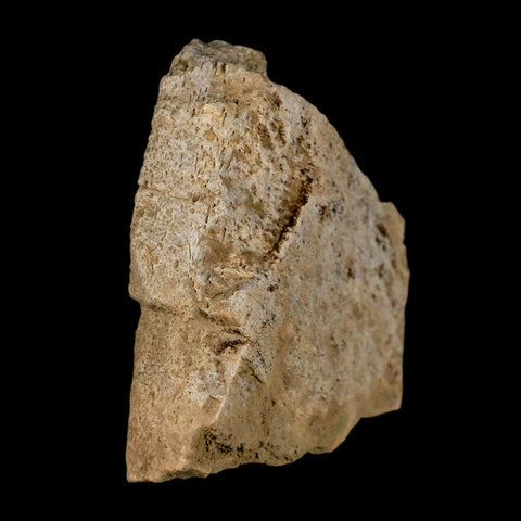 2.5" Triceratops Fossil Frill Skull Bone Lance Creek FM Cretaceous Dinosaur WY COA - Fossil Age Minerals