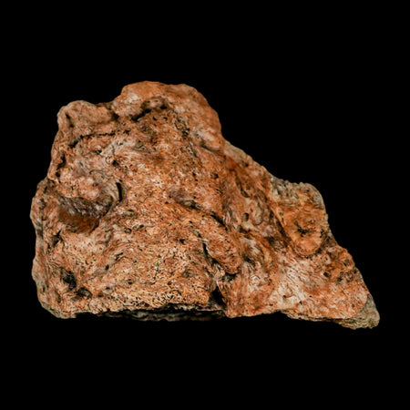 1.9" Triceratops Fossil Frill Blood Groves Lance Creek FM Cretaceous Dinosaur WY COA