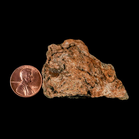 1.9" Triceratops Fossil Frill Blood Groves Lance Creek FM Cretaceous Dinosaur WY COA