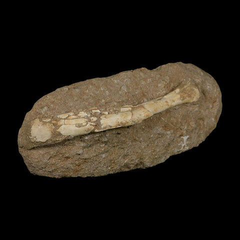5.7" Pterosaur Tethydraco Regalis Fossil Bone Upper Cretaceous Morocco Stand COA - Fossil Age Minerals