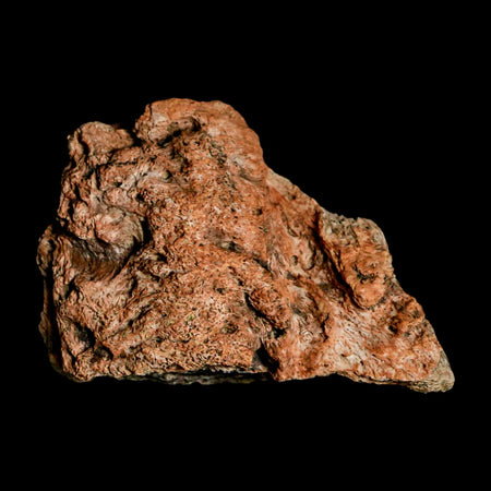 1.9" Triceratops Fossil Frill Blood Groves Lance Creek FM Cretaceous Dinosaur WY COA