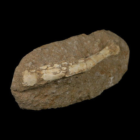 5.7" Pterosaur Tethydraco Regalis Fossil Bone Upper Cretaceous Morocco Stand COA - Fossil Age Minerals