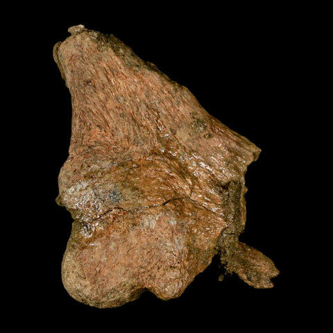 3.7" Triceratops Fossil Limb Bone Lance Creek FM Cretaceous Dinosaur WY COA - Fossil Age Minerals