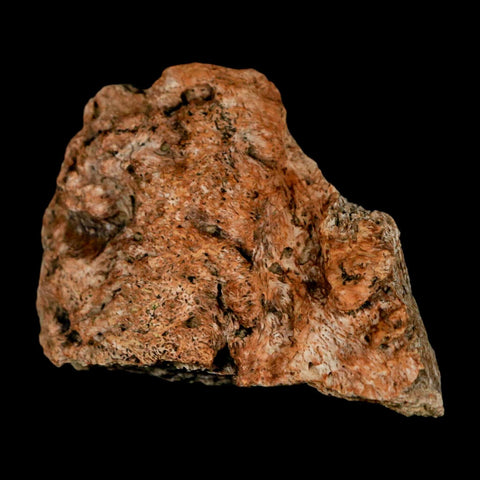 1.9" Triceratops Fossil Frill Blood Groves Lance Creek FM Cretaceous Dinosaur WY COA