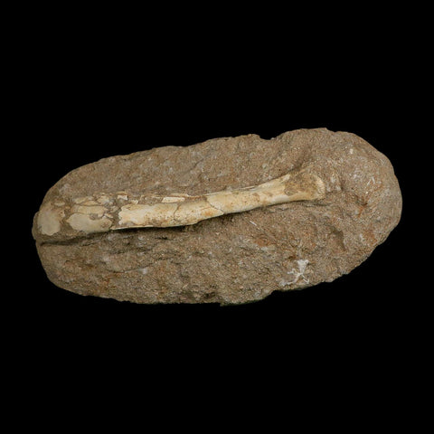 5.7" Pterosaur Tethydraco Regalis Fossil Bone Upper Cretaceous Morocco Stand COA - Fossil Age Minerals