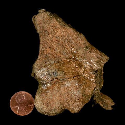 3.7" Triceratops Fossil Limb Bone Lance Creek FM Cretaceous Dinosaur WY COA - Fossil Age Minerals