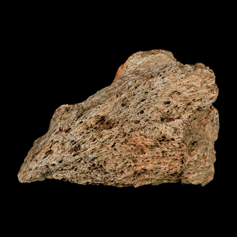 1.9" Triceratops Fossil Frill Blood Groves Lance Creek FM Cretaceous Dinosaur WY COA