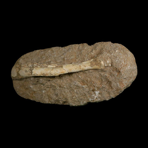 5.7" Pterosaur Tethydraco Regalis Fossil Bone Upper Cretaceous Morocco Stand COA - Fossil Age Minerals