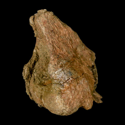 3.7" Triceratops Fossil Limb Bone Lance Creek FM Cretaceous Dinosaur WY COA - Fossil Age Minerals