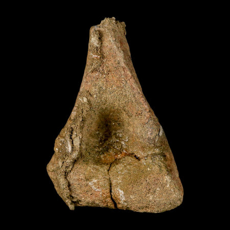 3.7" Triceratops Fossil Limb Bone Lance Creek FM Cretaceous Dinosaur WY COA