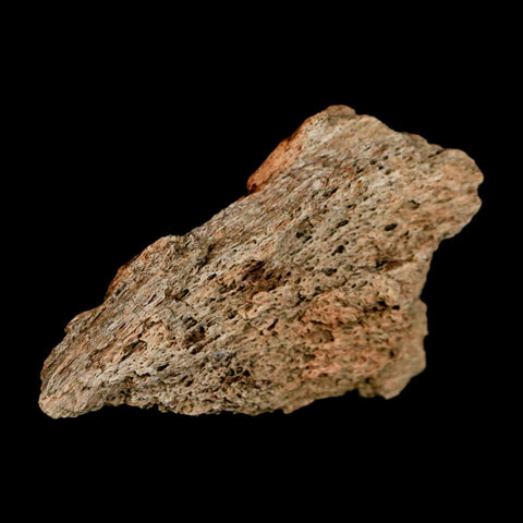 1.9" Triceratops Fossil Frill Blood Groves Lance Creek FM Cretaceous Dinosaur WY COA