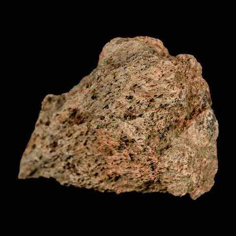 1.9" Triceratops Fossil Frill Blood Groves Lance Creek FM Cretaceous Dinosaur WY COA