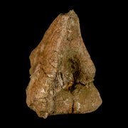 3.7" Triceratops Fossil Limb Bone Lance Creek FM Cretaceous Dinosaur WY COA