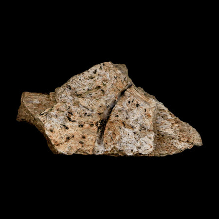 2.3" Triceratops Fossil Frill Blood Groves Lance Creek FM Cretaceous Dinosaur WY COA