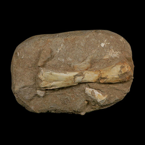 4.4" Pterosaur Tethydraco Regalis Fossil Bone Upper Cretaceous Morocco Stand COA - Fossil Age Minerals