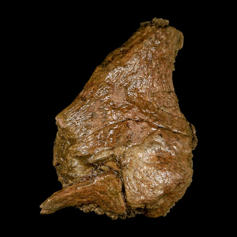 3.7" Triceratops Fossil Limb Bone Lance Creek FM Cretaceous Dinosaur WY COA - Fossil Age Minerals