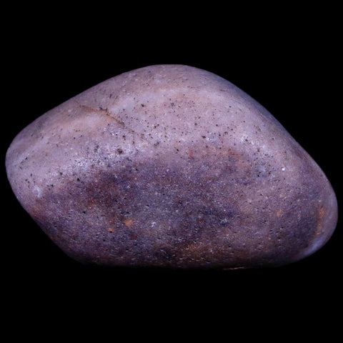 1.7" Sauropod Dinosaur Stomach Stone Gastrolith Rock Gizzard Stone COA - Fossil Age Minerals