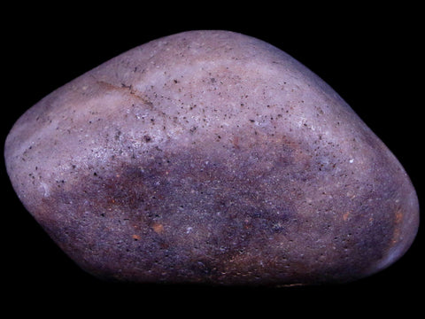 1.7" Sauropod Dinosaur Stomach Stone Gastrolith Rock Gizzard Stone COA - Fossil Age Minerals