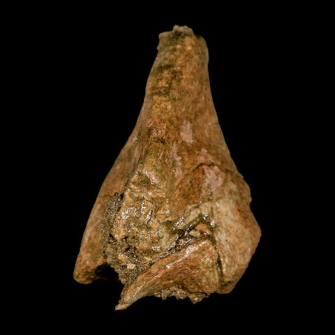 3.7" Triceratops Fossil Limb Bone Lance Creek FM Cretaceous Dinosaur WY COA - Fossil Age Minerals