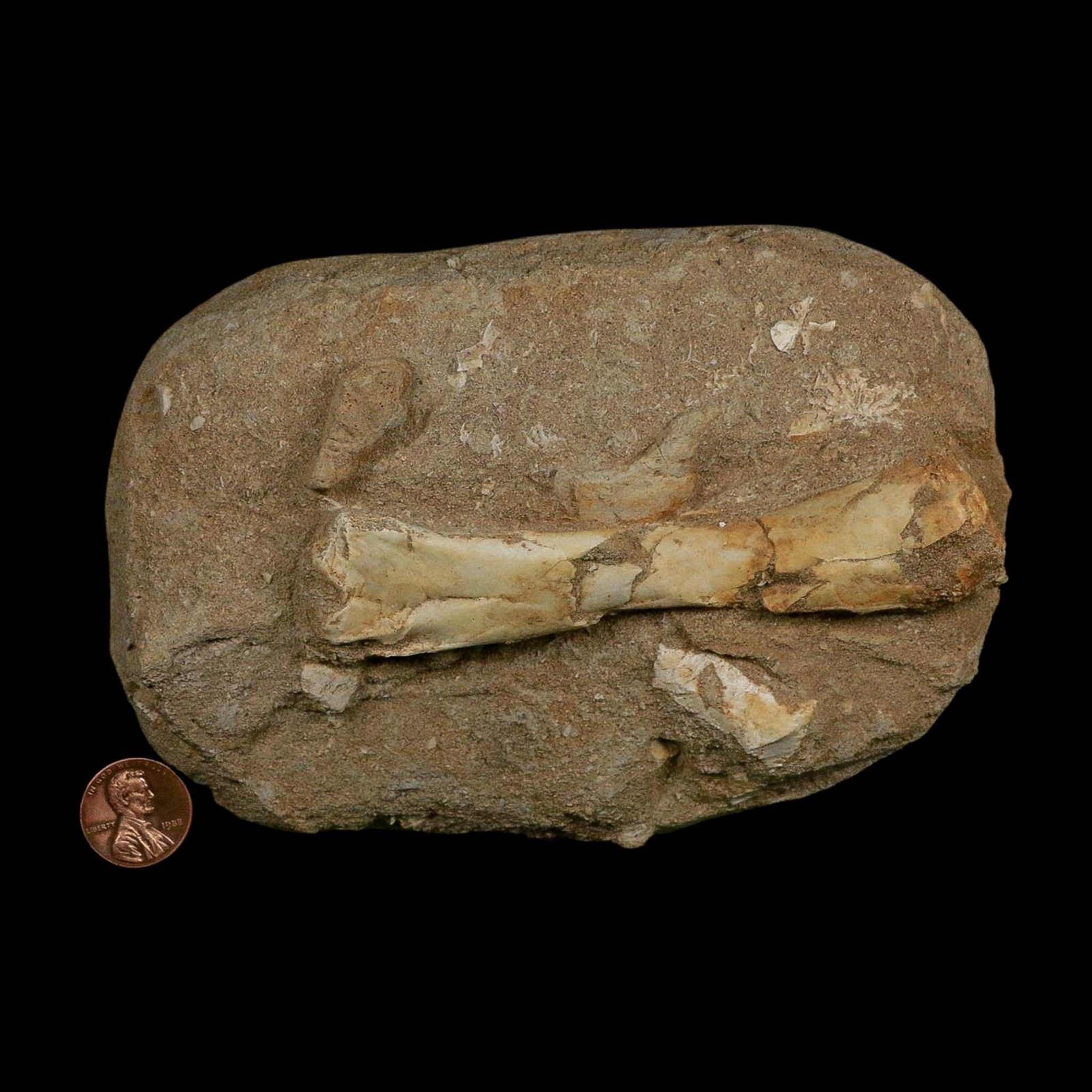 4.4" Pterosaur Tethydraco Regalis Fossil Bone Upper Cretaceous Morocco Stand COA - Fossil Age Minerals