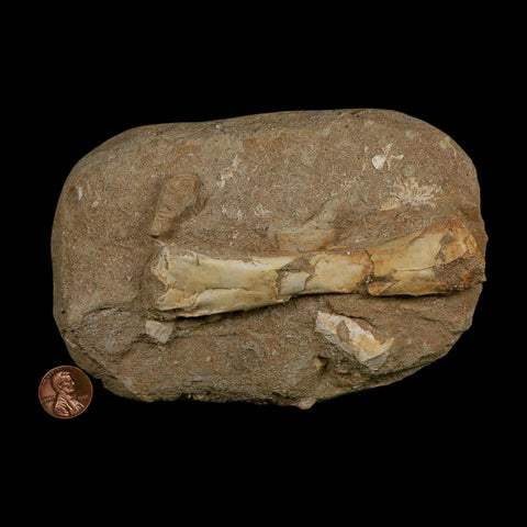 4.4" Pterosaur Tethydraco Regalis Fossil Bone Upper Cretaceous Morocco Stand COA - Fossil Age Minerals
