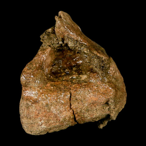 3.7" Triceratops Fossil Limb Bone Lance Creek FM Cretaceous Dinosaur WY COA - Fossil Age Minerals